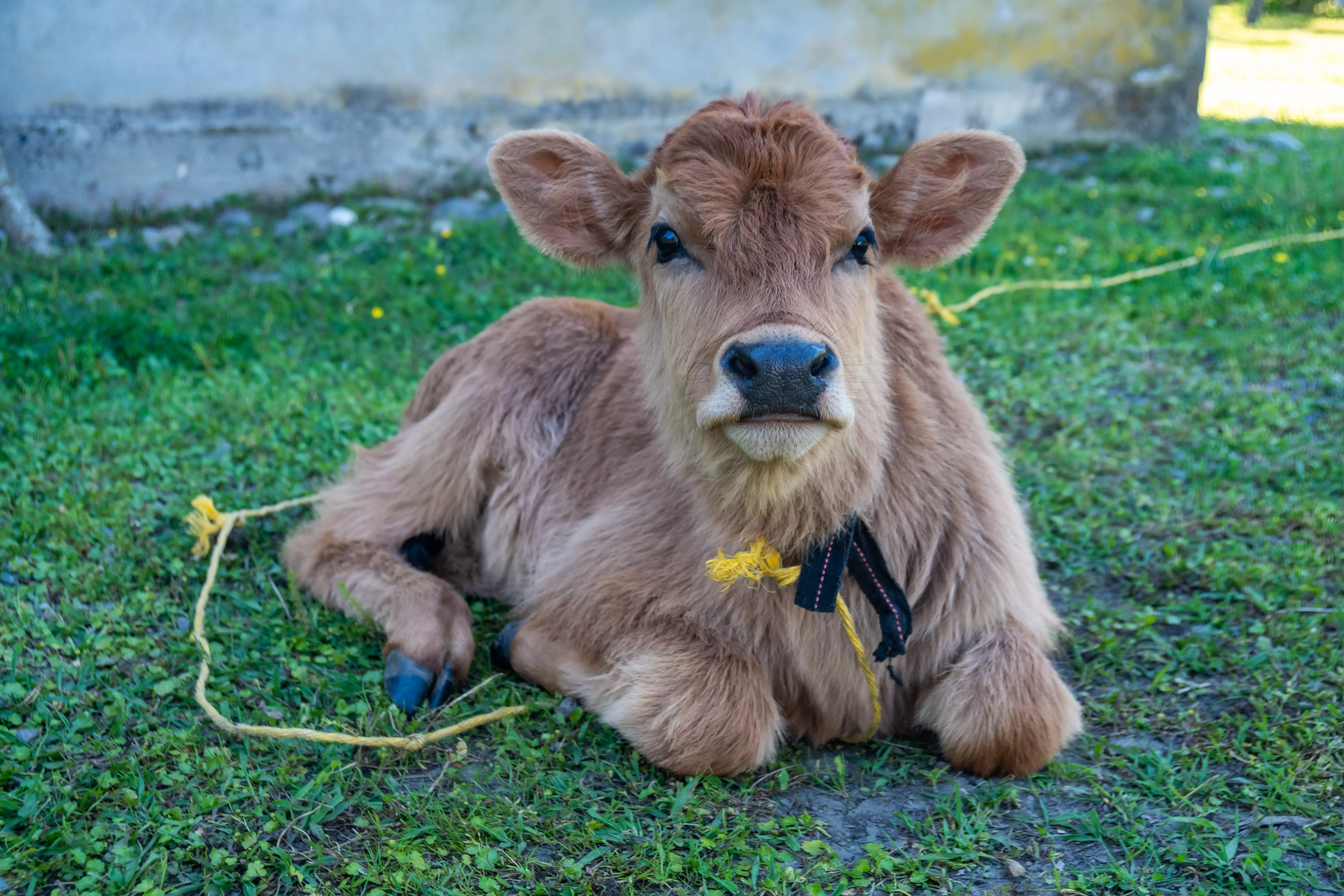 Rumivital