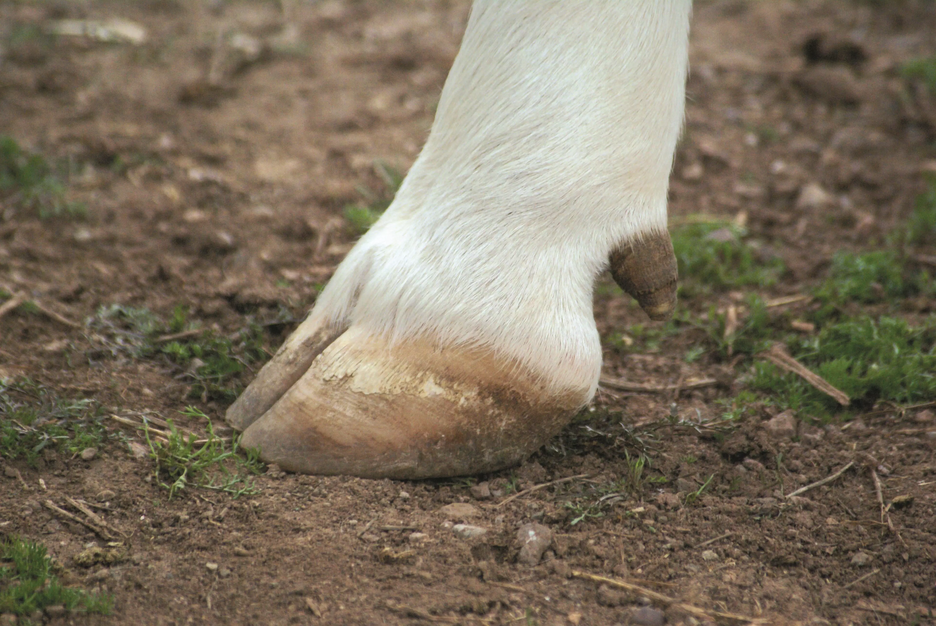 Vitalic Feet