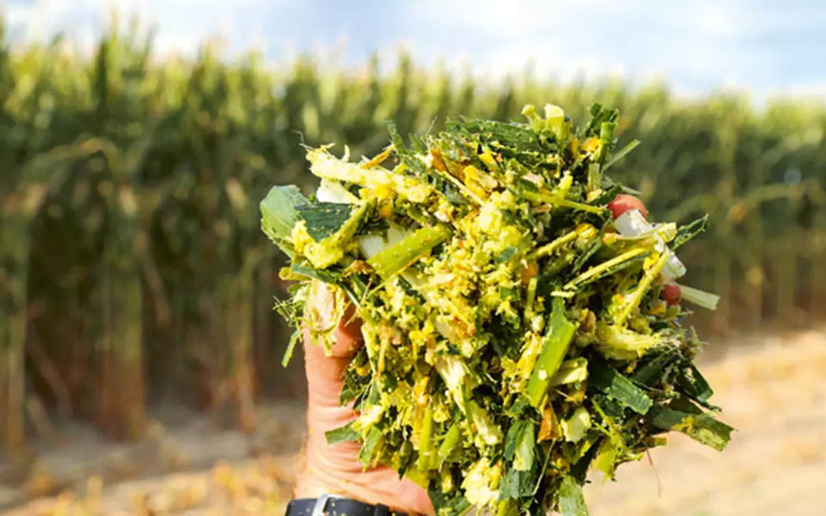 Silage Inoculants