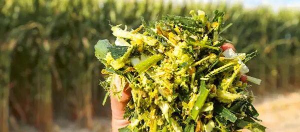 Silage Inoculants
