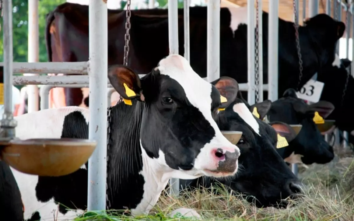 Cattle Bumper Products