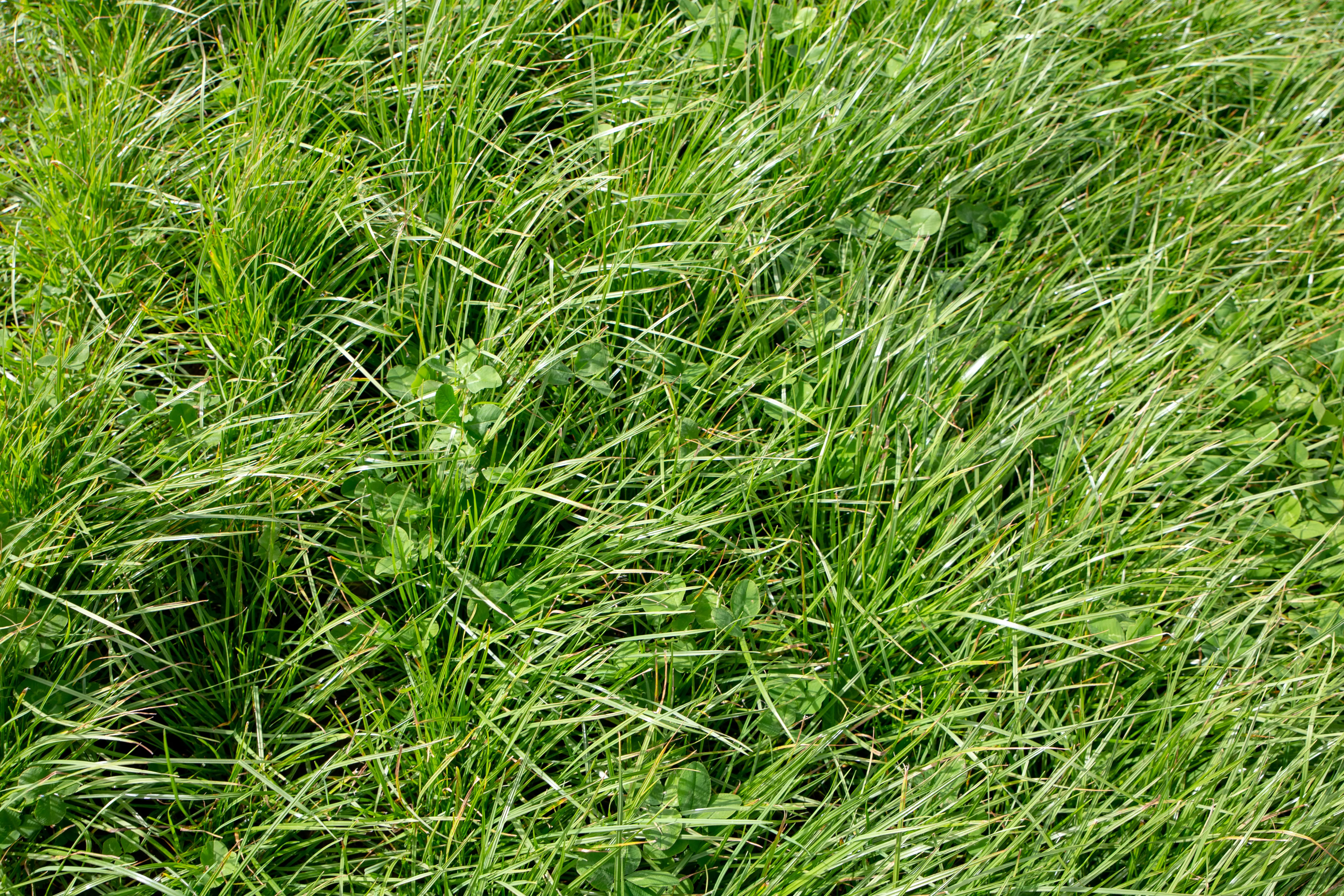 Vitalic Silage Grass Protect