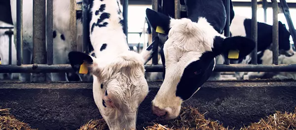Cattle Dairy and Fattening Cattle