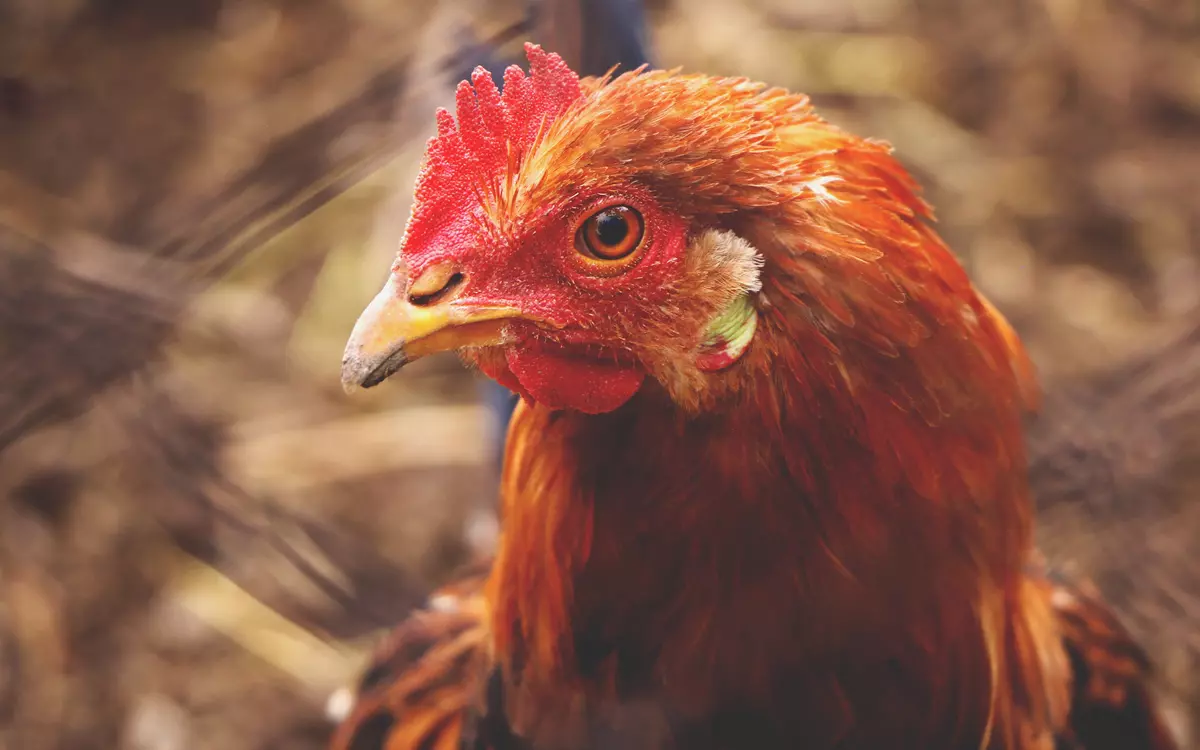 Animals with wings