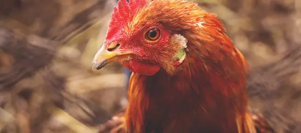 Animals with wings