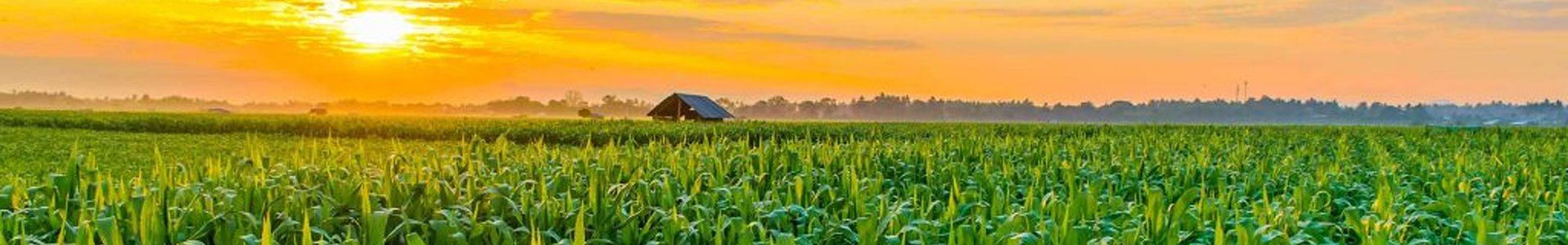 corn-silage.png (769 KB)